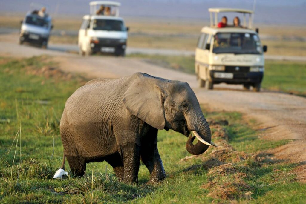 african safaris kenya tanzania