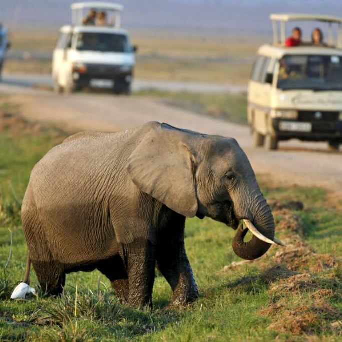 Samburu intrepids flying safari