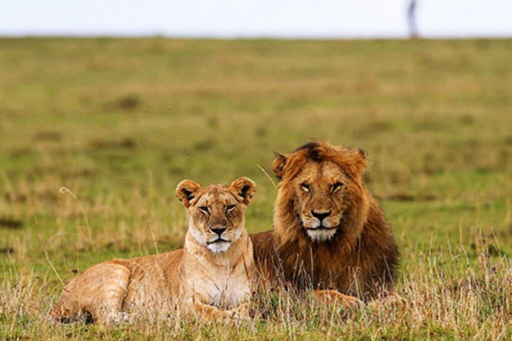 african safaris kenya tanzania