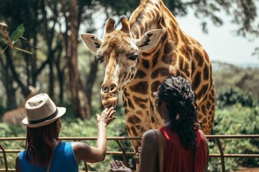 giraffe centre nairobi African Landmark Safaris
