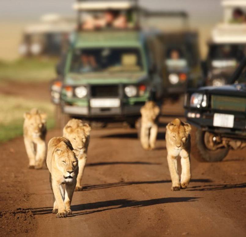 african safaris kenya tanzania
